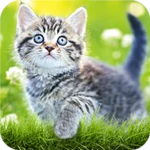 cat wallpapers & cute kittens android application logo